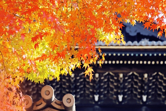 高田本山専修寺