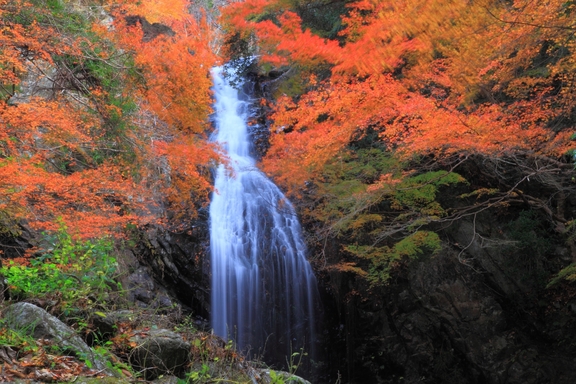 滝山渓谷「白藤滝」