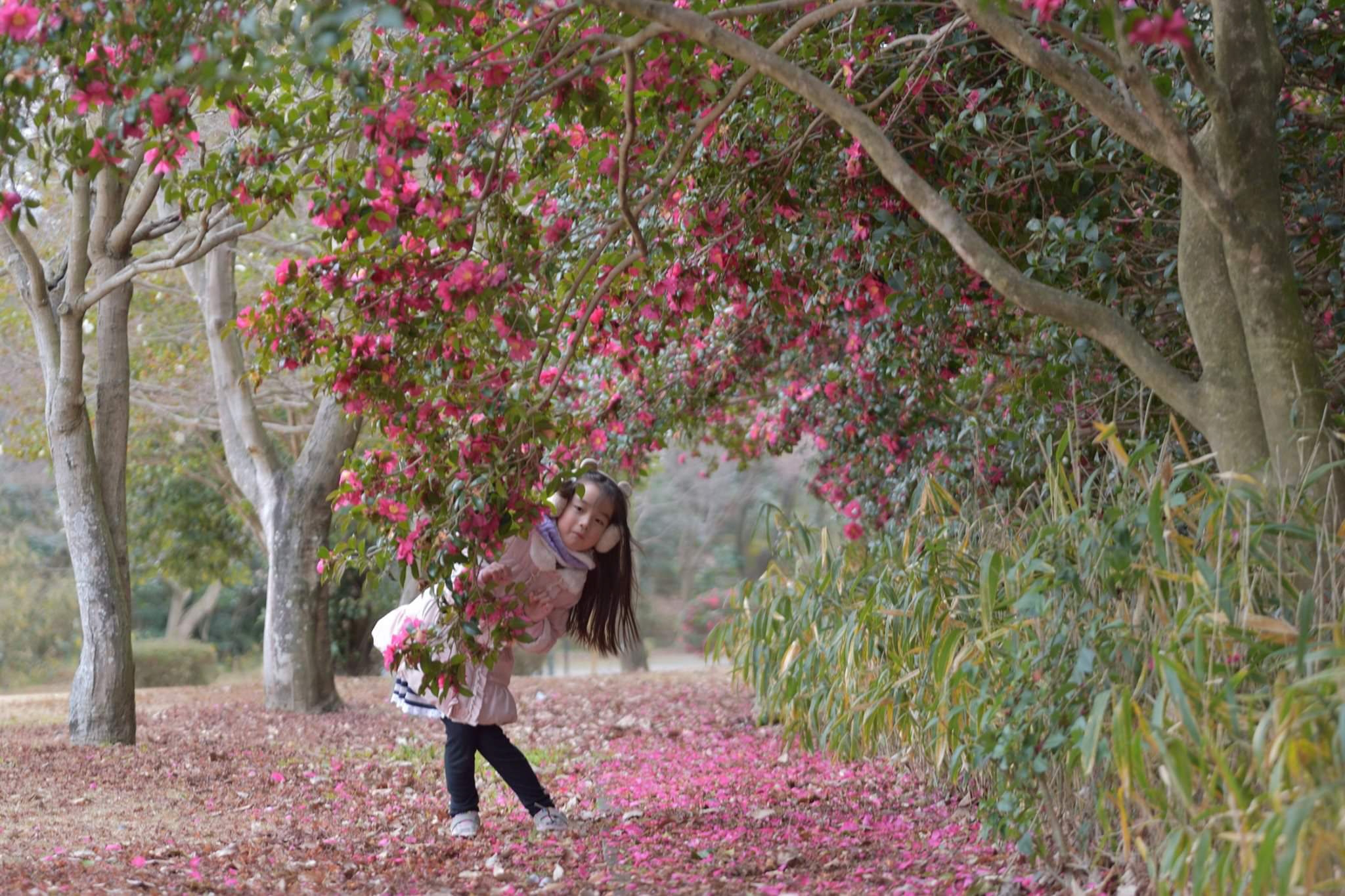 鈴鹿青少年の森公園の茶花トンネル