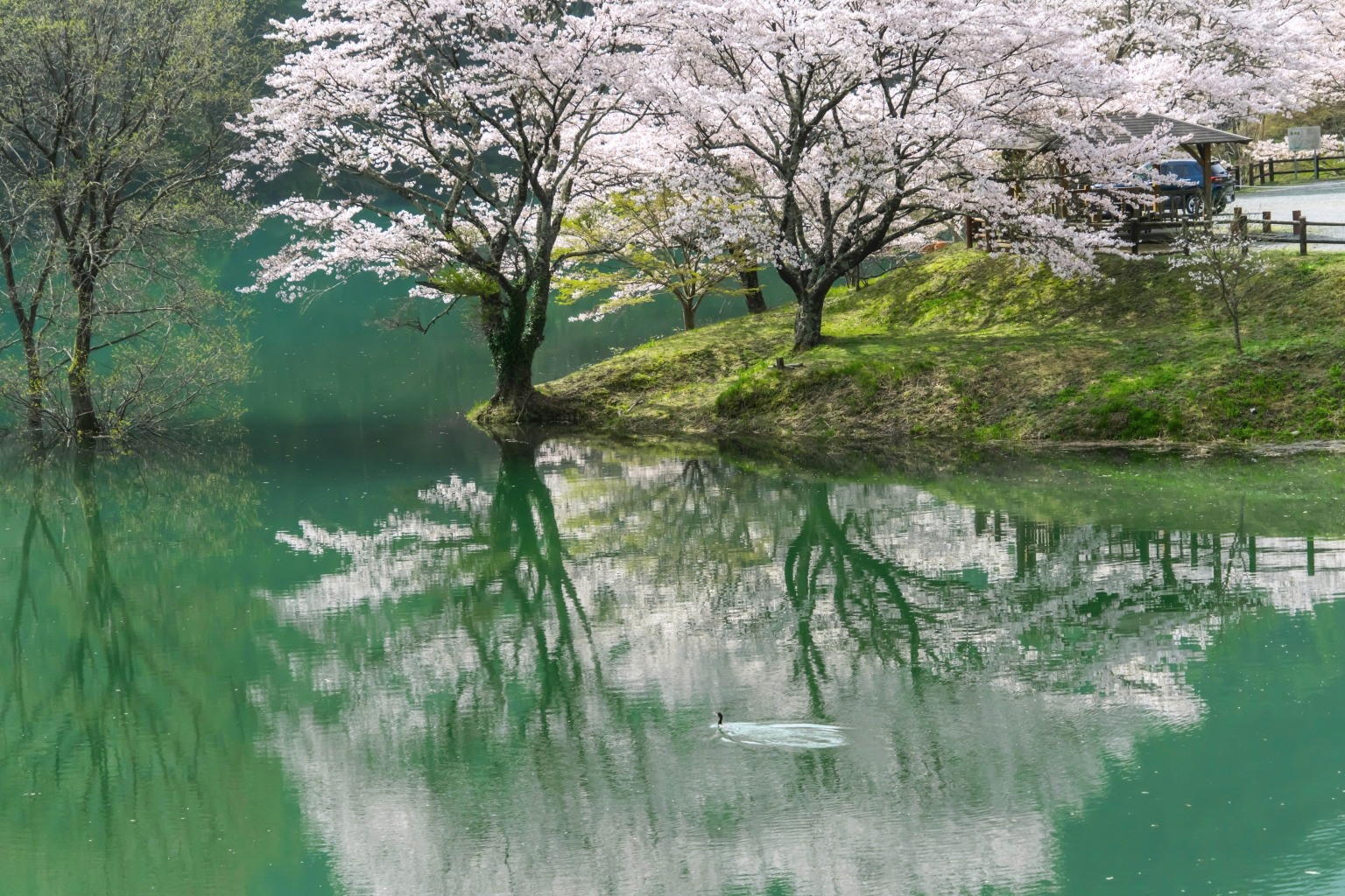 さくらの里公園の湖面に映る桜