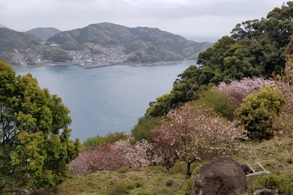 鬼ケ城の桜の道