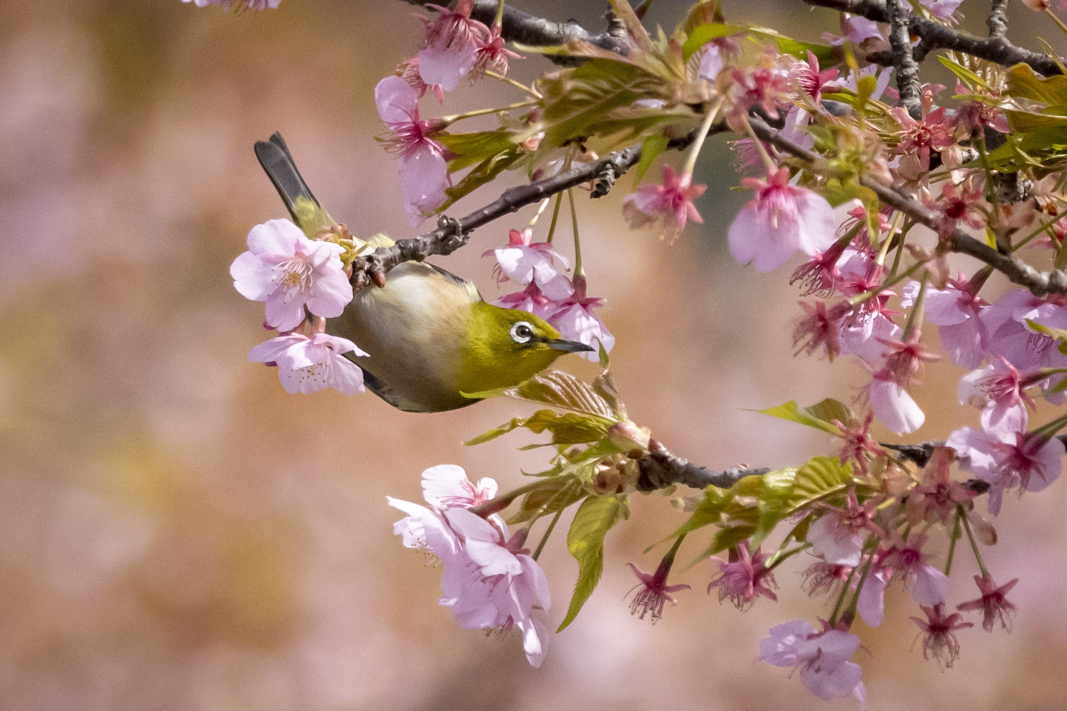 紀北町の河津桜とメジロ