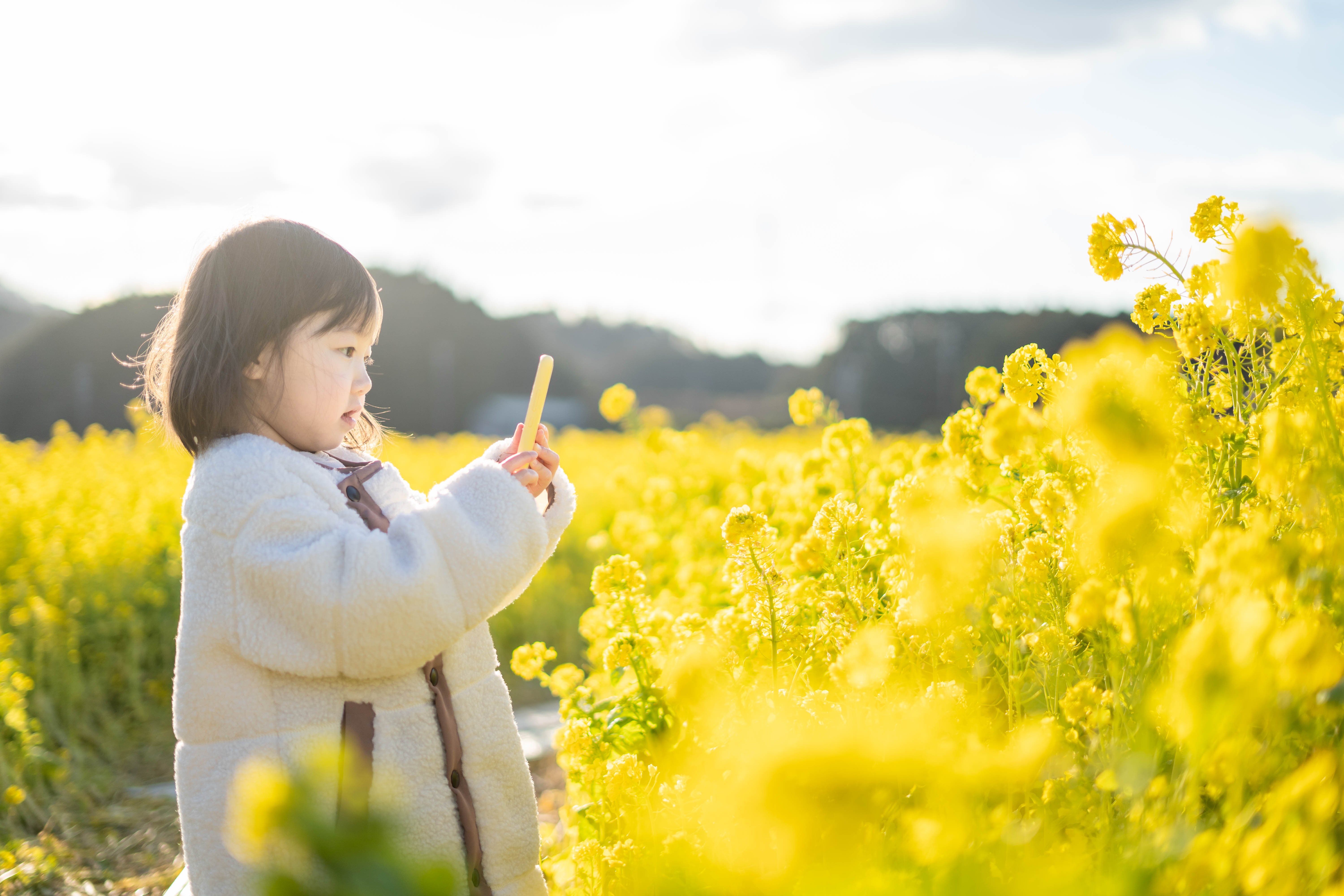 アスピア玉城の菜の花