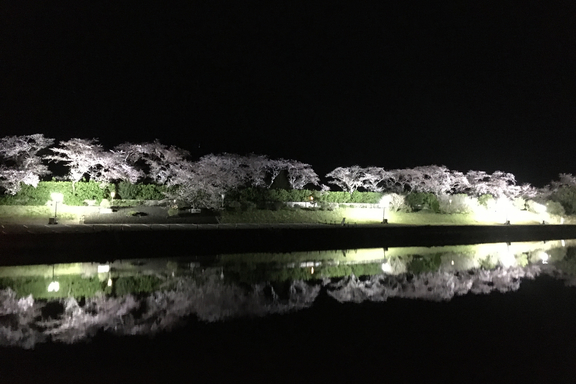 五十鈴川の桜