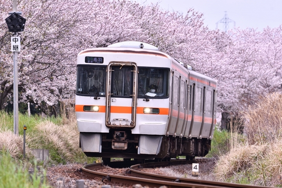 桜並木