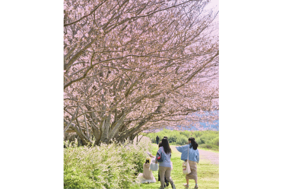 中村川沿いの桜堤防