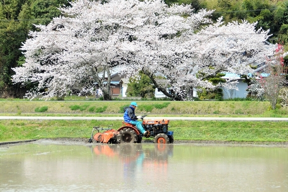 南伊勢町の田植え支度