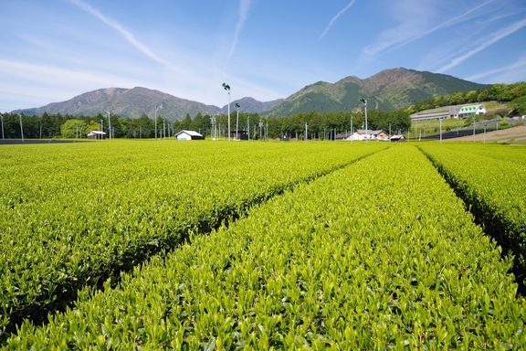 水沢地区の新茶畑