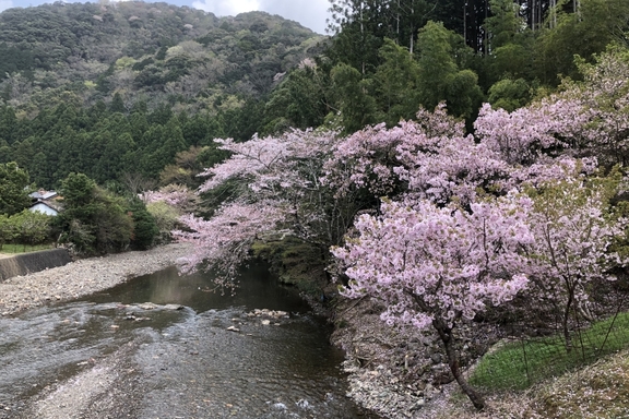 横輪川沿いの横輪桜