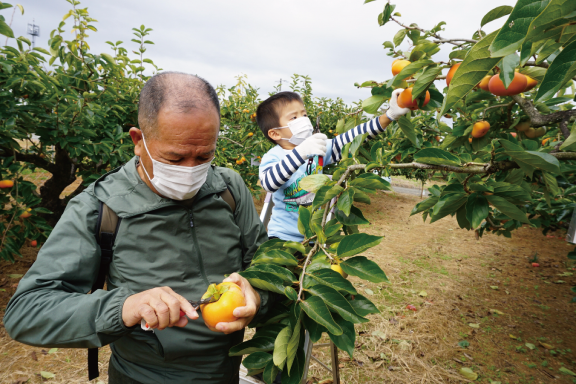 玉城町でおじいちゃんと柿狩り