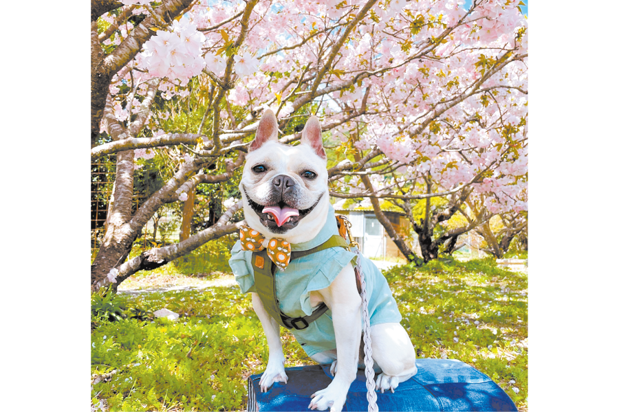 横輪桜