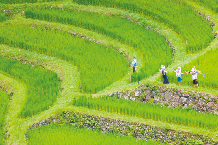 丸山千枚田