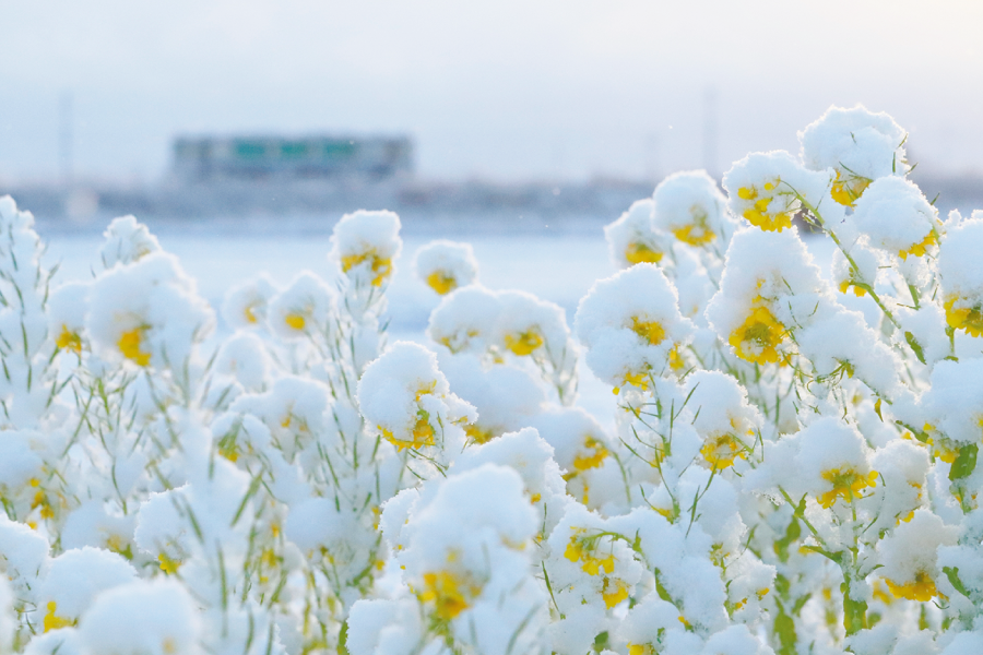 菜の花雪