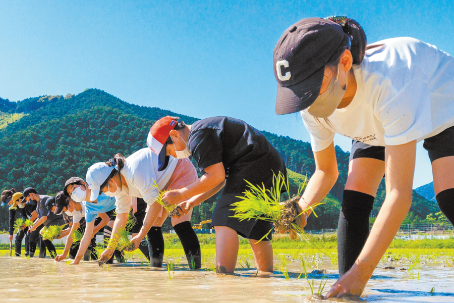 田植え