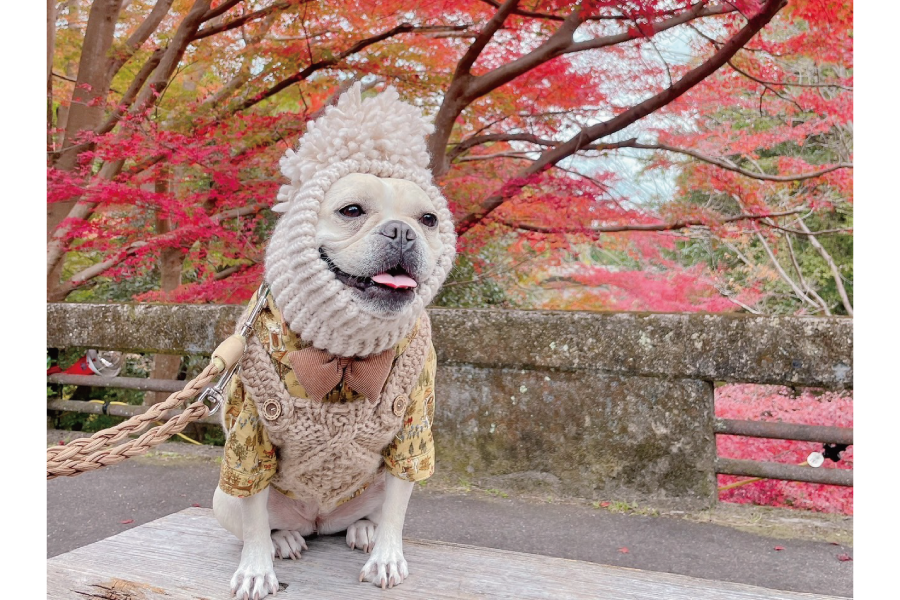 秋の紅葉１