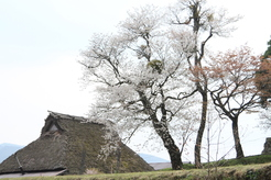 桜２