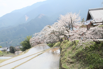 桜１