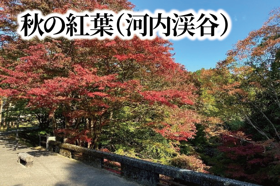 秋の紅葉