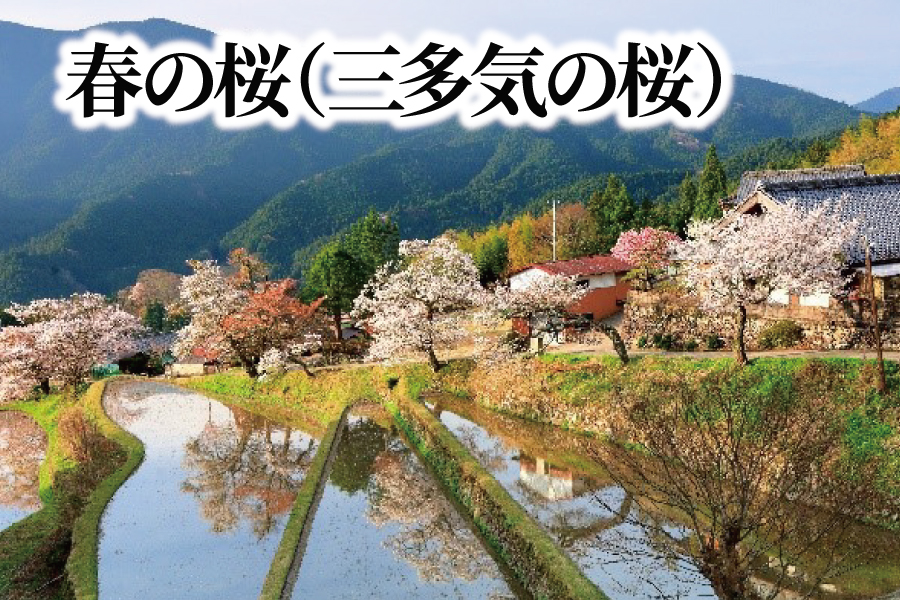 春の桜