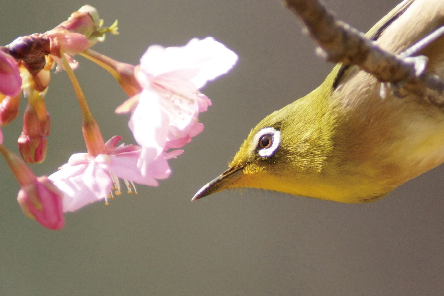 河津桜