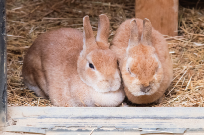 動物園①-4