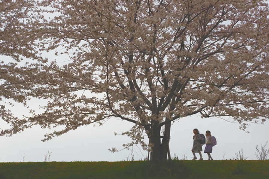 桜の下