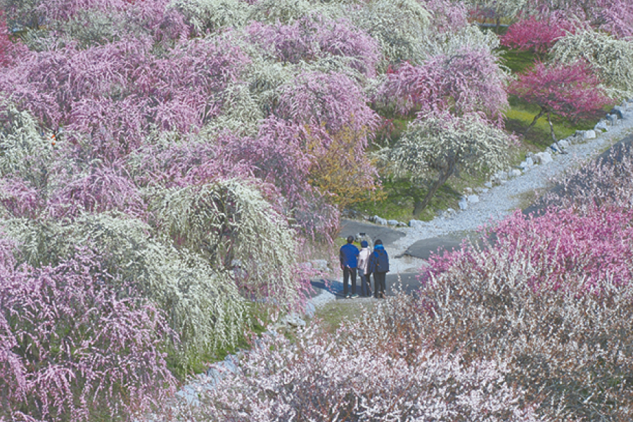 梅林公園