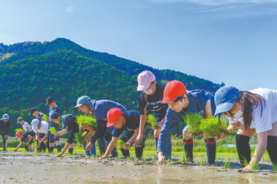 田植え体験