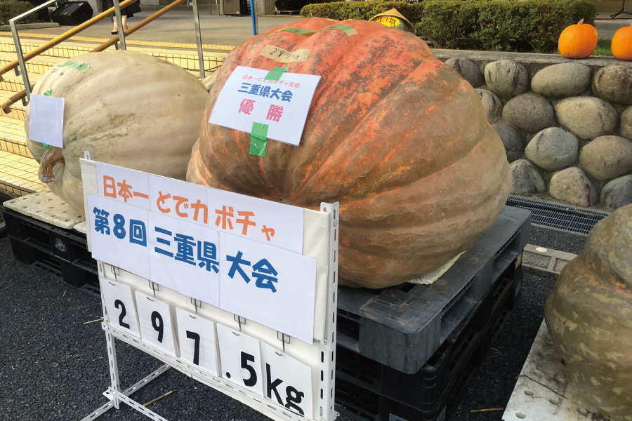 F②どでカボチャ