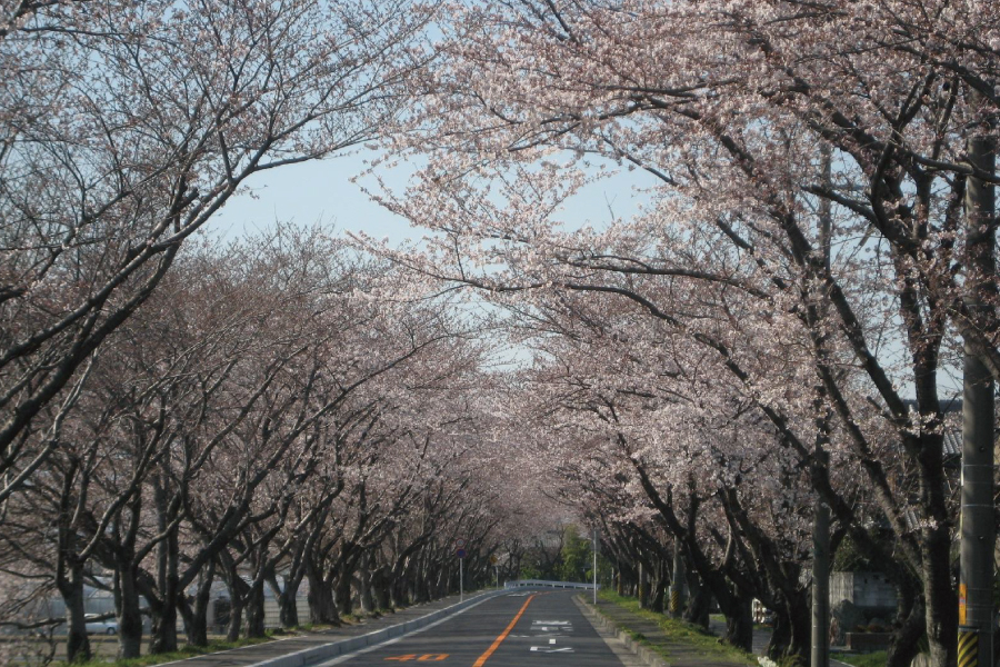 G②約1,000本の桜