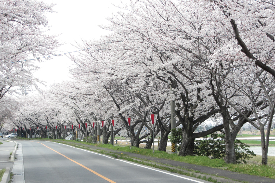 G①鍋田川堤桜並木